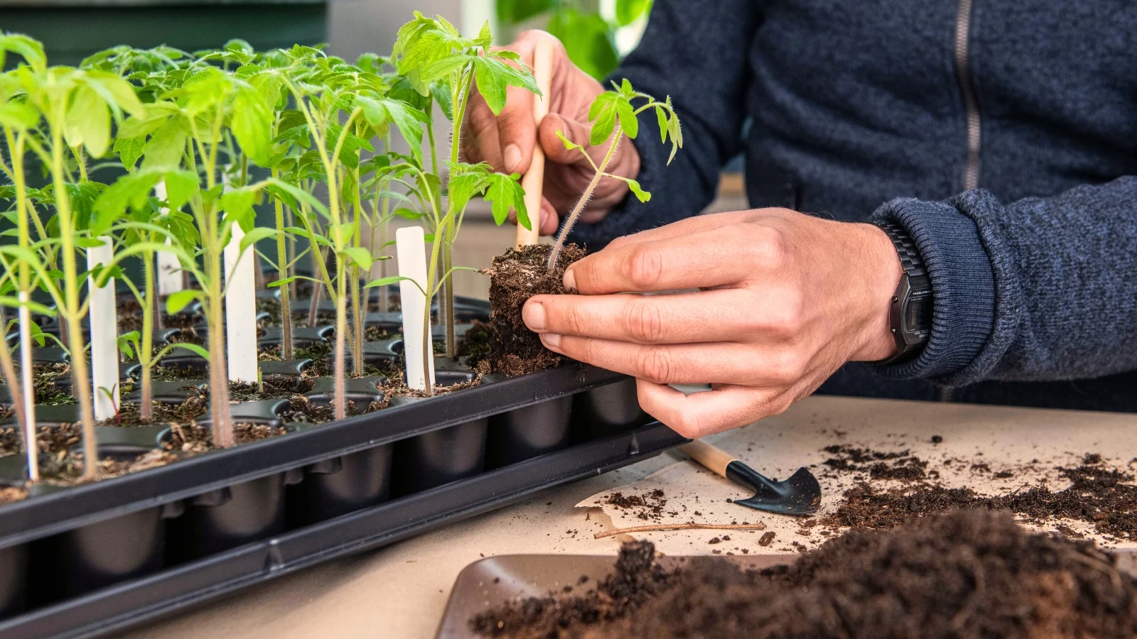 a man's hands lift a tomato plant from a tray, showing that it's time to repot the seedlings into a larger pot.
