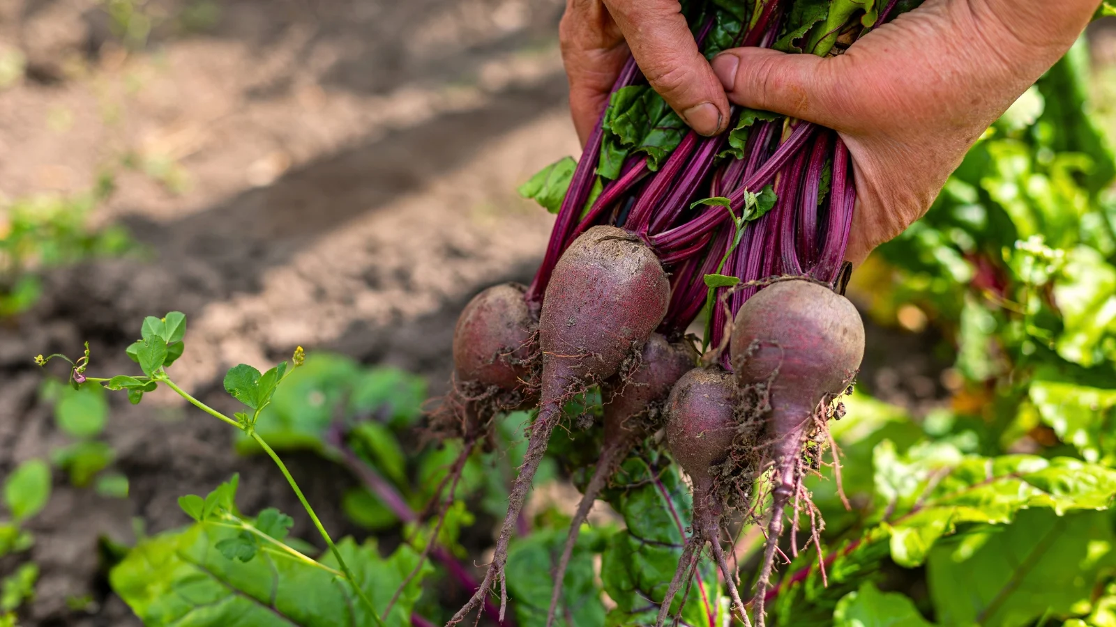 gardener’s hands hold freshly pulled beets with round reddish-purple roots and long green leaves with burgundy stems.