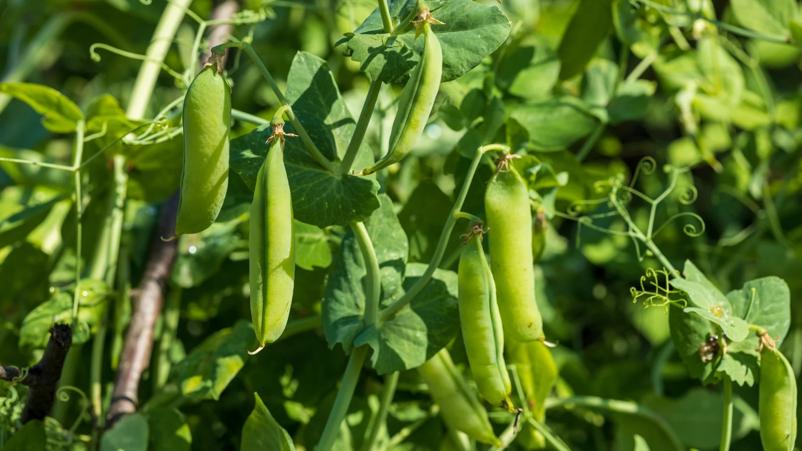 climbing vines with tendrils produce delicate, oval green leaves and clusters of pale green pods filled with round seeds.