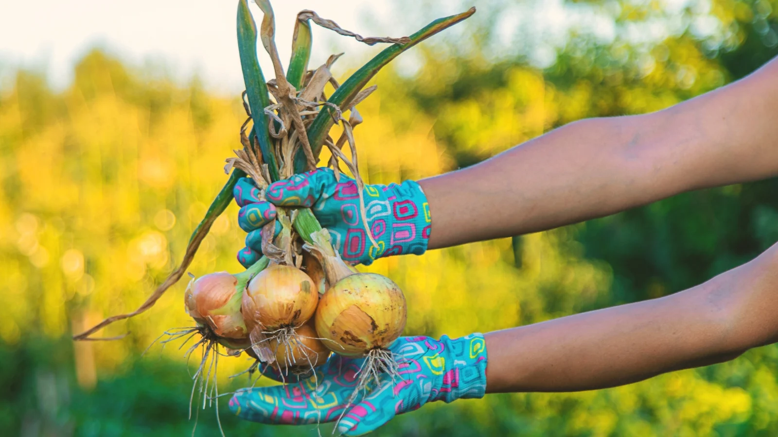 close-up of female hands in bright blue gloves holding a bunch of freshly harvested onions with thin, semi-dry leaves emerging from rounded bulbs wrapped in a thin, brown-orange husk.