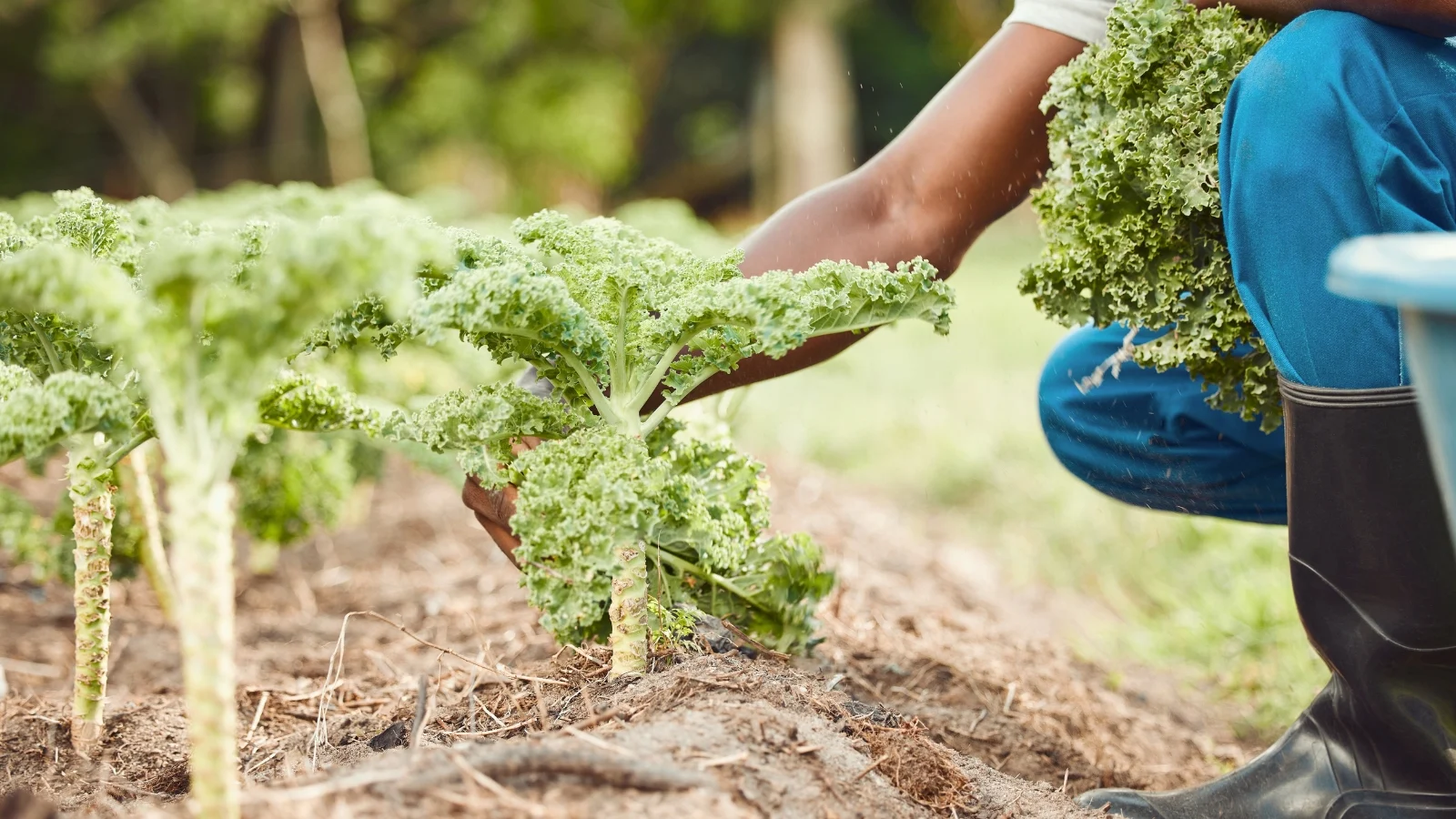 farmer’s hands gather dark green, tightly ruffled curly kale leaves from sturdy stems in a sunny garden.