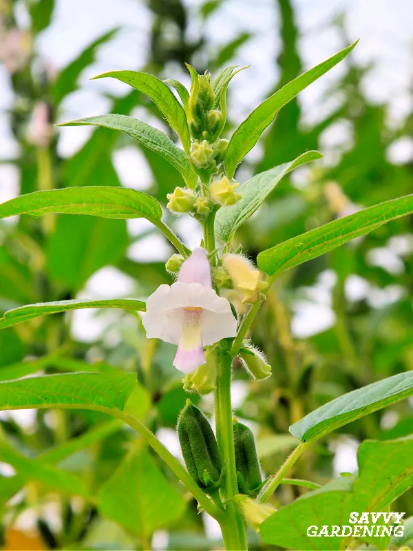 sesame plants