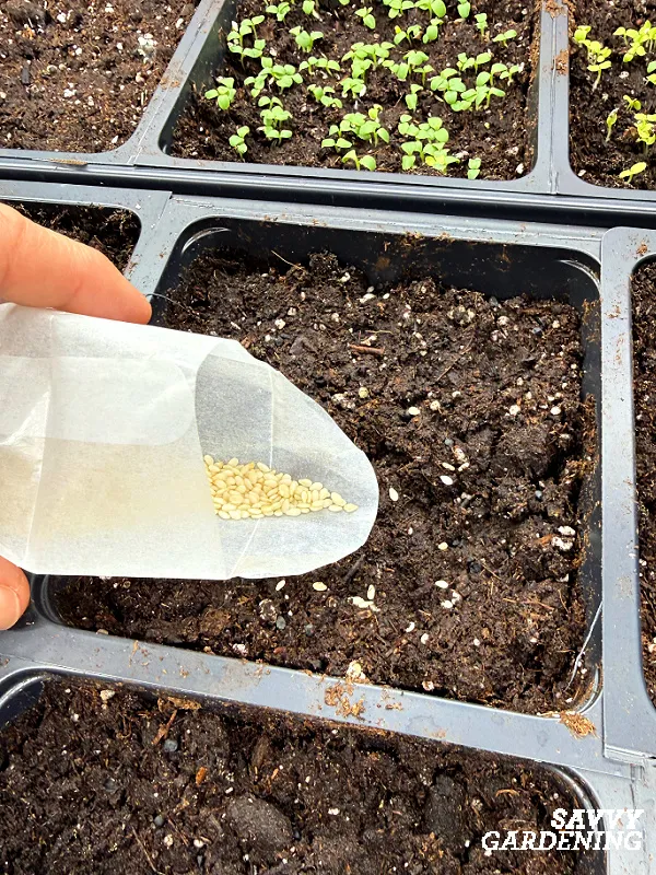 planting sesame seeds