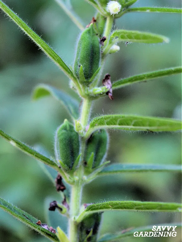 sesame seed pods