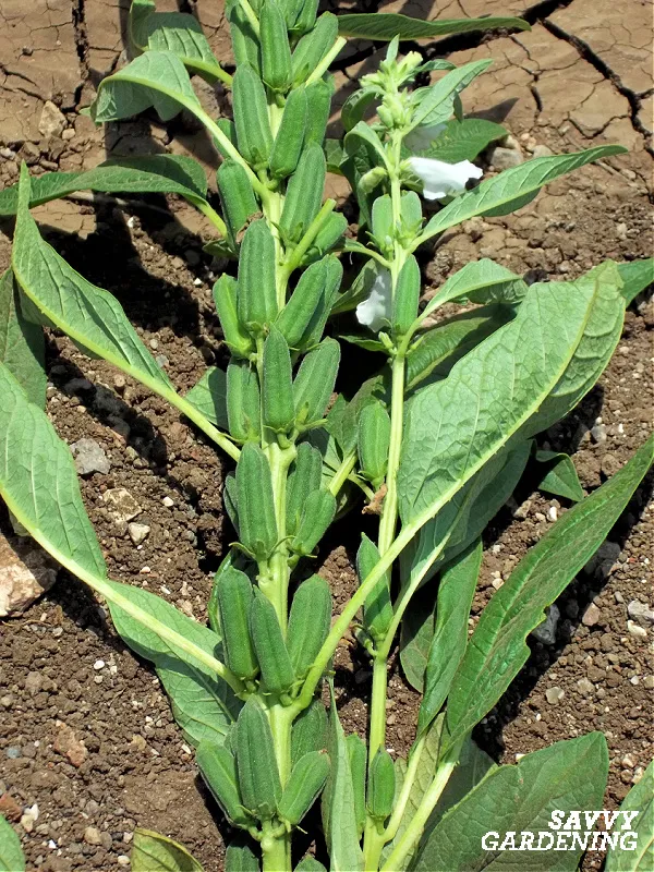 harvesting sesame seeds