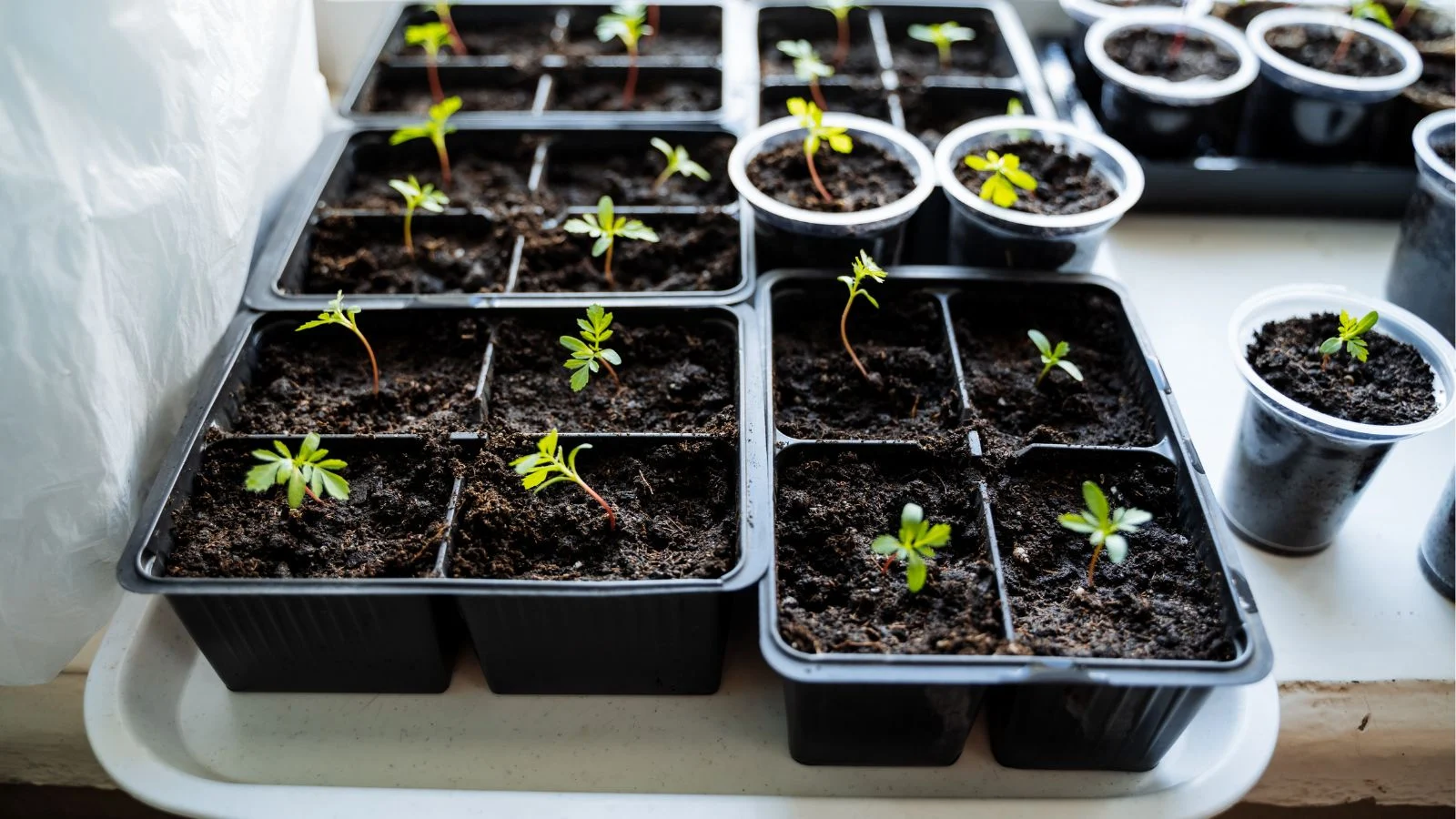 how to use a fan for stronger seedlings 6 a close-up shot of a composition of young developing plants, placed on a tray, in a well lit area