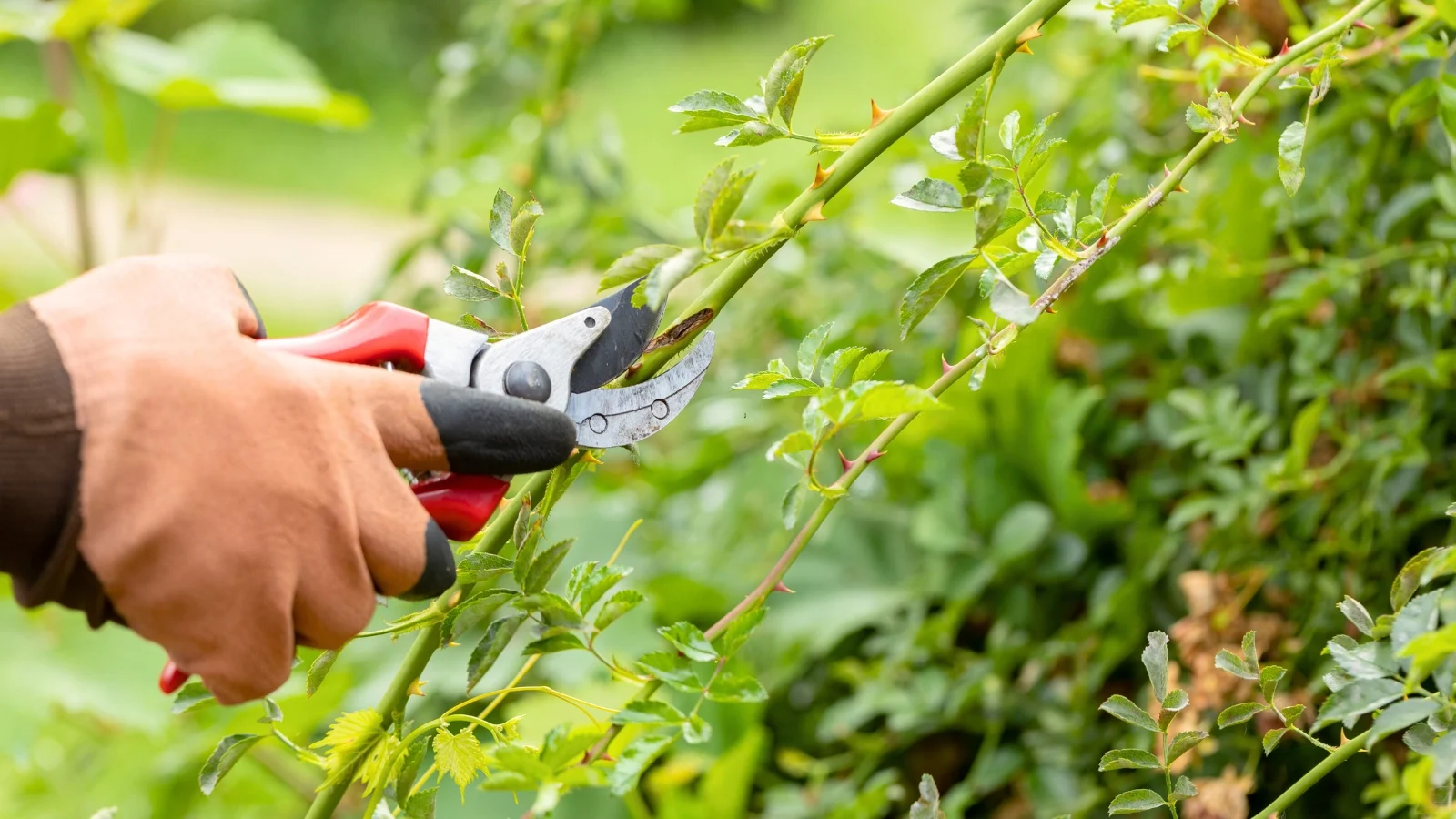 close-up of a gardener with red pruning shears pruning the long green stems covered with brittle thorns and jagged leaves of a flower bush in a spring garden.