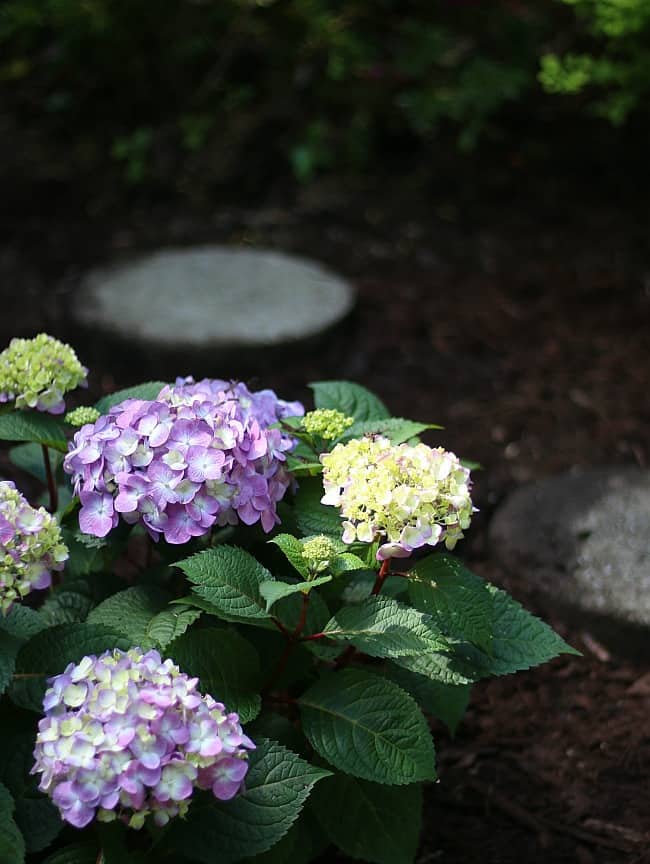 how to decorate with hydrangeas from the garden