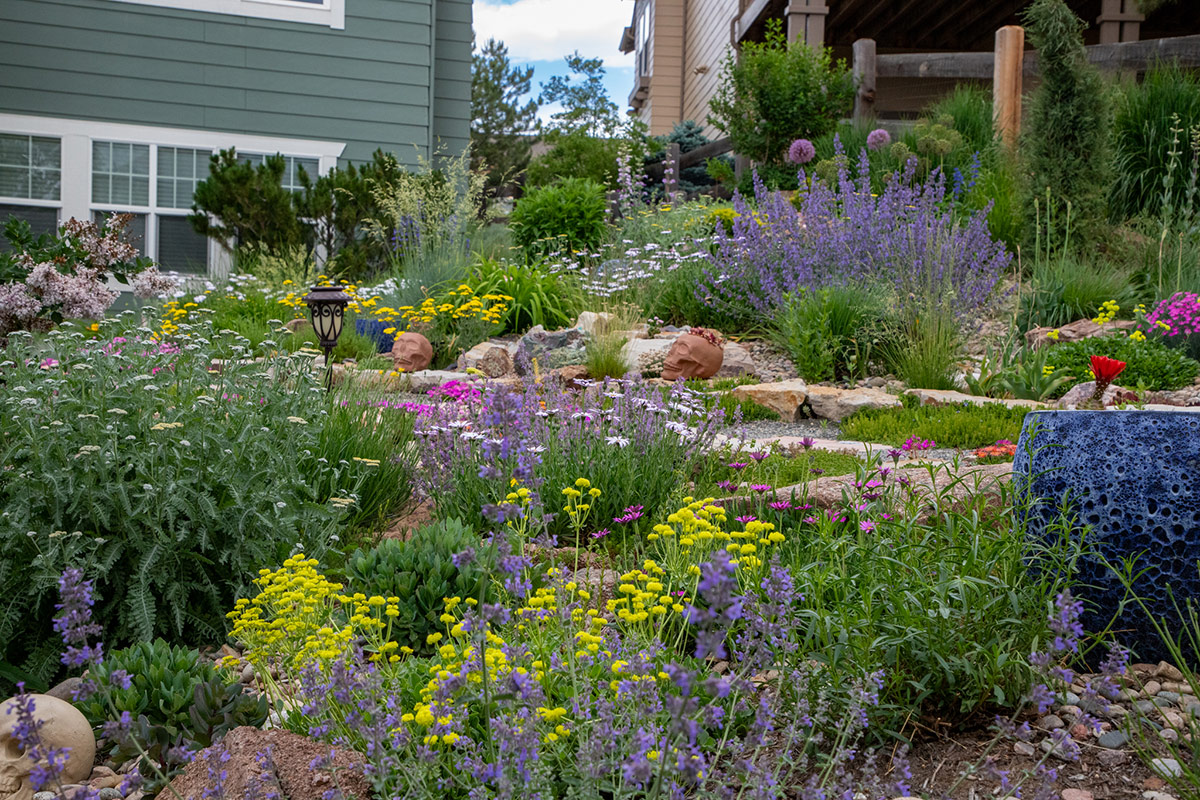 water wise garden full of flowers