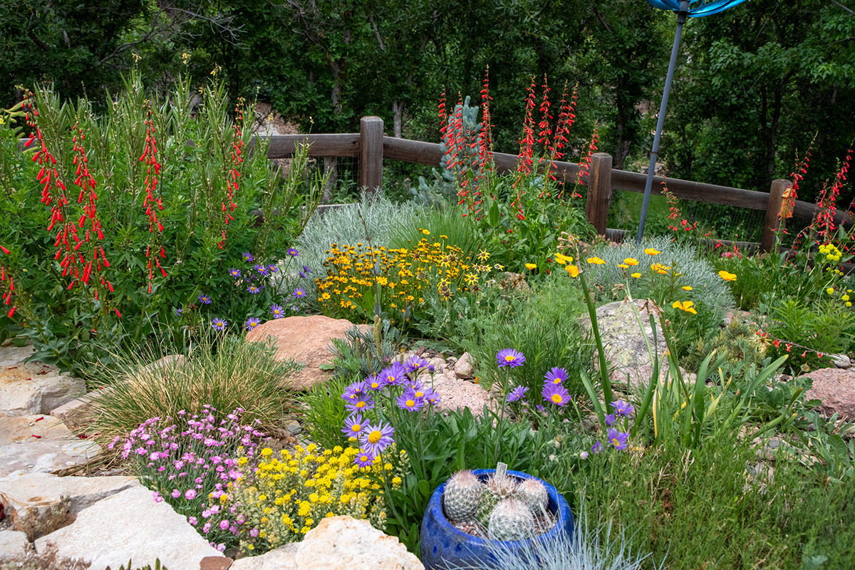drought tolerant garden with various flowers