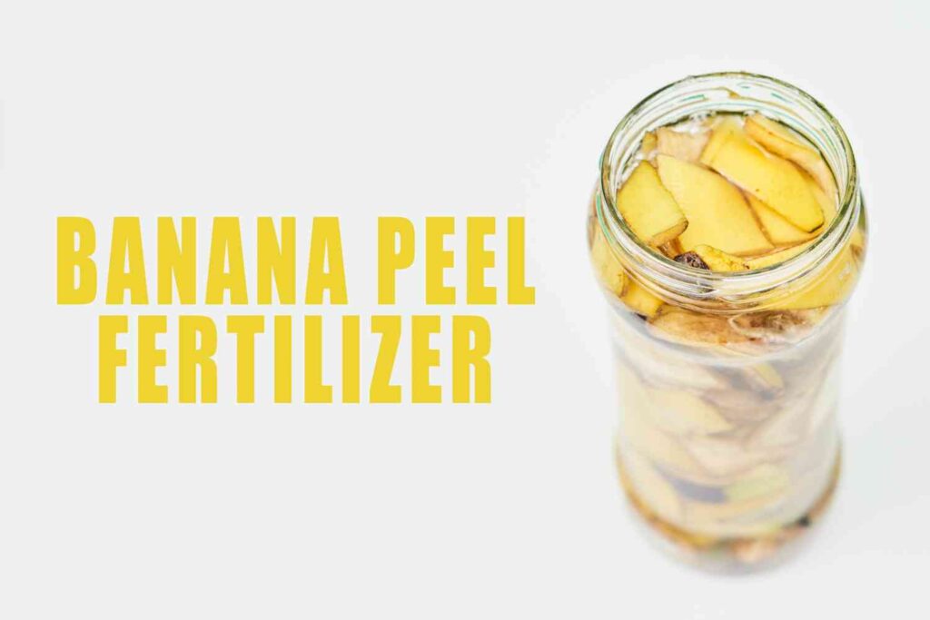 13 homemade fertilizers for tomatoes 2 homemade fertilizers for