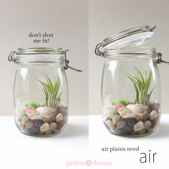 air plants in sealed vs. unsealed terrariums. tillandsia need air circulation.