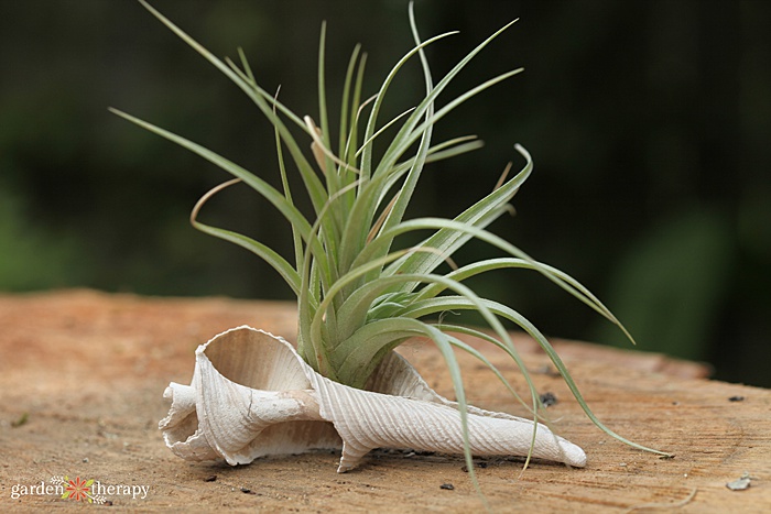 air plant growing in a seashell white sitting on a wooden table