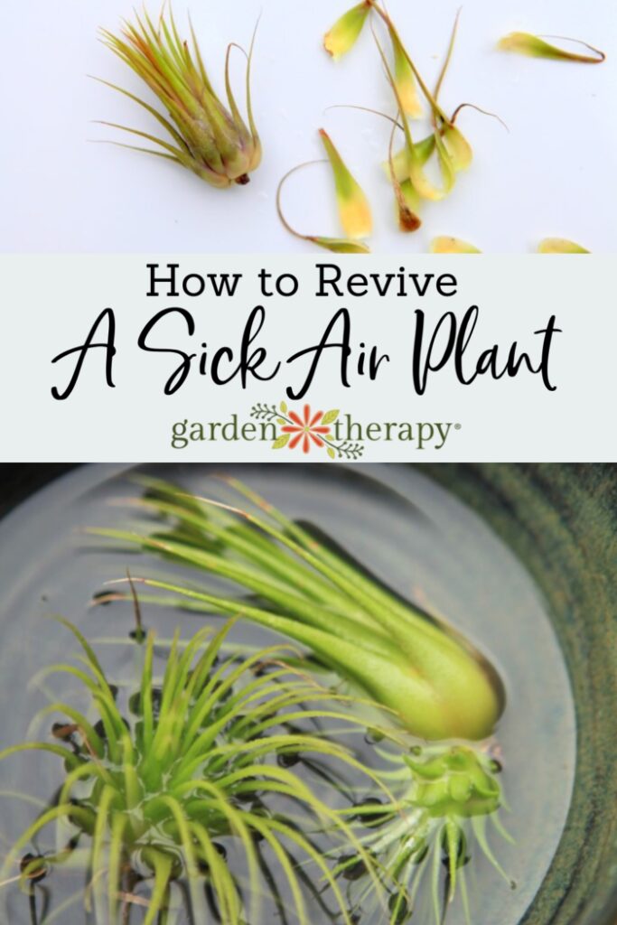 pinterest image for how to revive a sick air plant