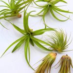 How to Revive a Sick Air Plant How to Revive a Sick Air Plant