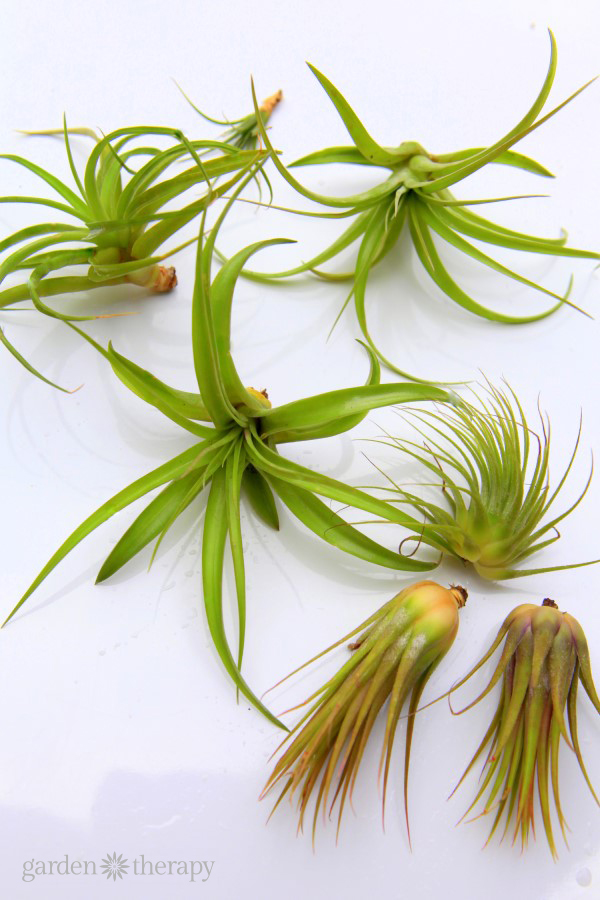 How to Revive a Sick Air Plant