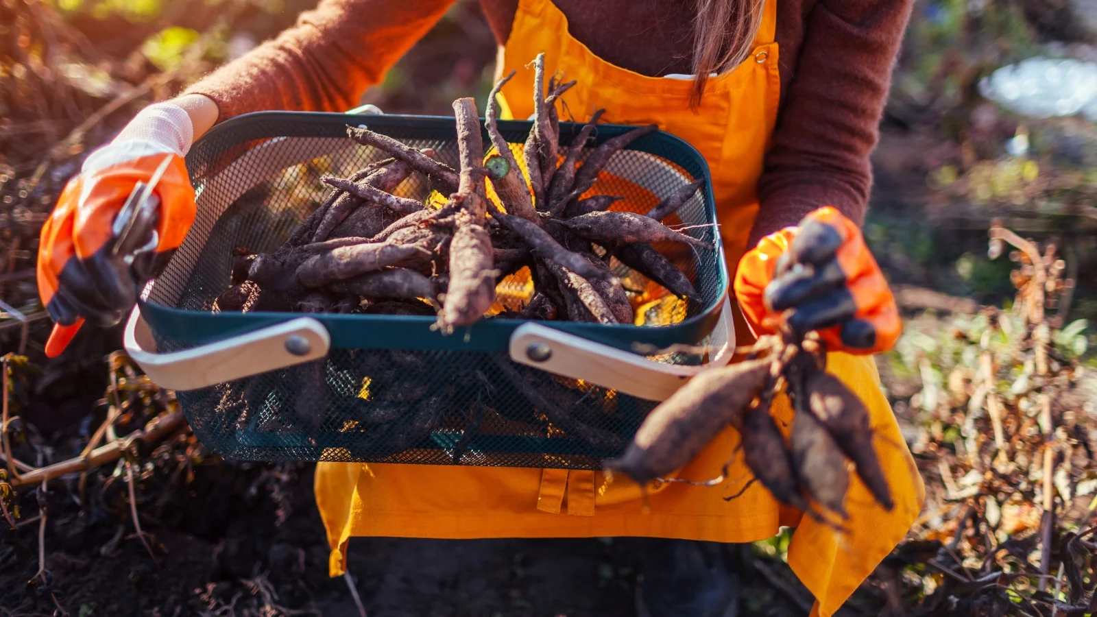 a woman in a bright orange apron holds a basket with oval-shaped flower bulbs with smooth skin and a rich brown color in the garden.