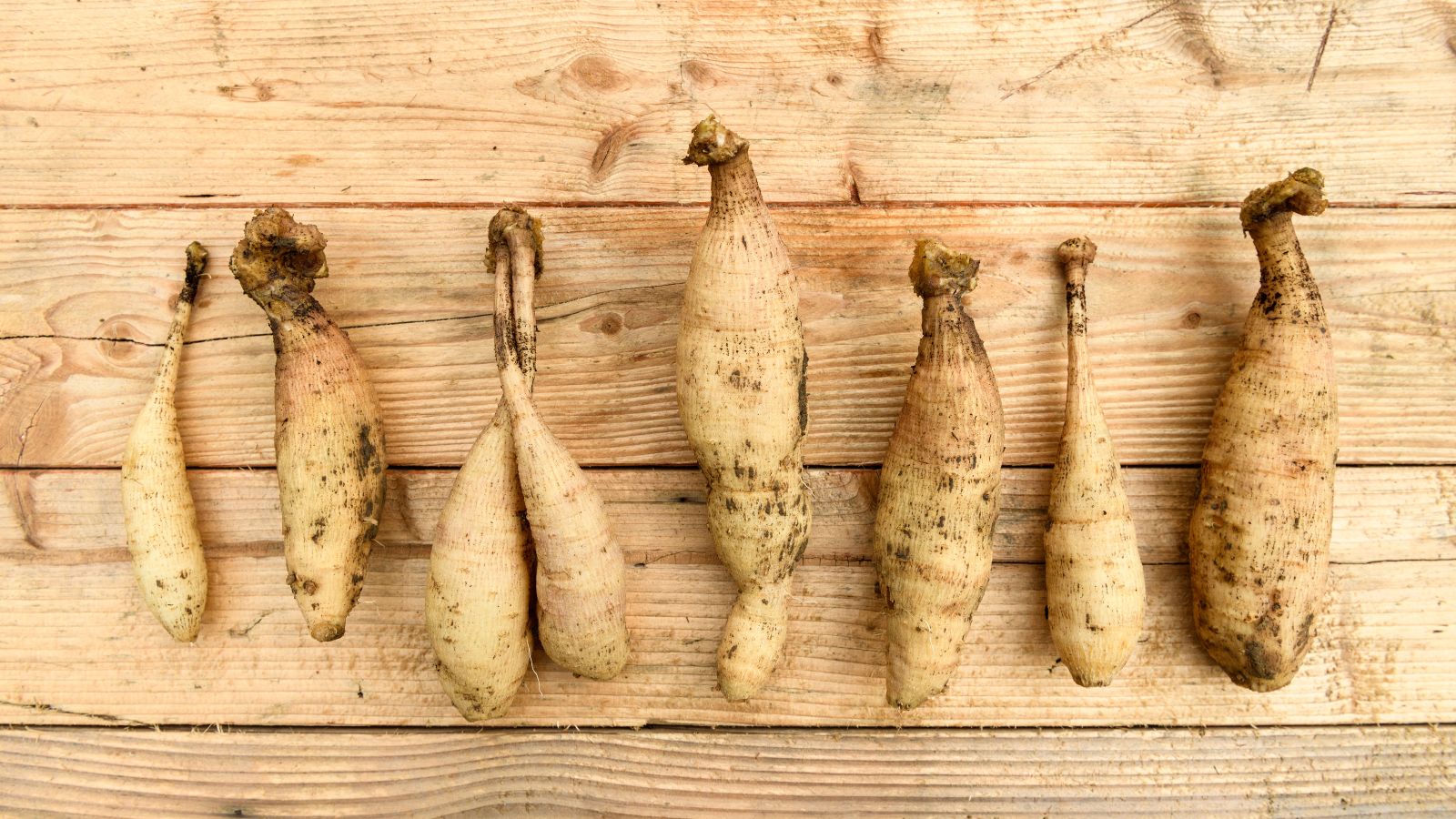 an overhead and close-up shot of large bulbs of a flower, all arranged in a line, placed on a wooden surface