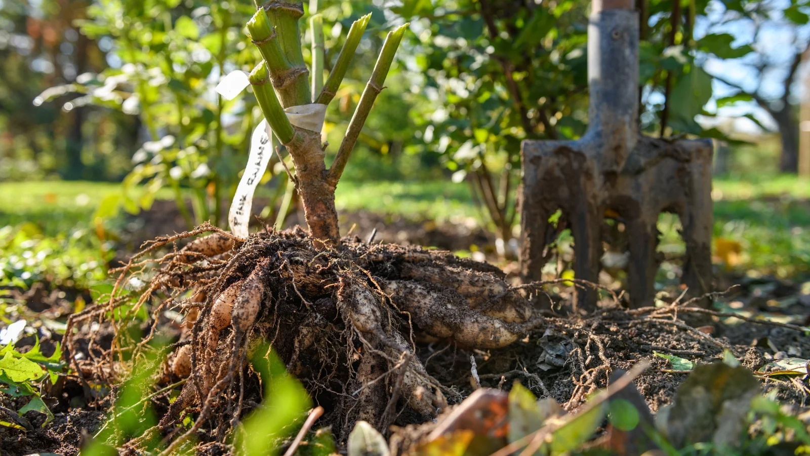 clusters of elongated, tan flower bulbs are attached to a central stem, lying on the soil in the garden with old garden forks in the background.