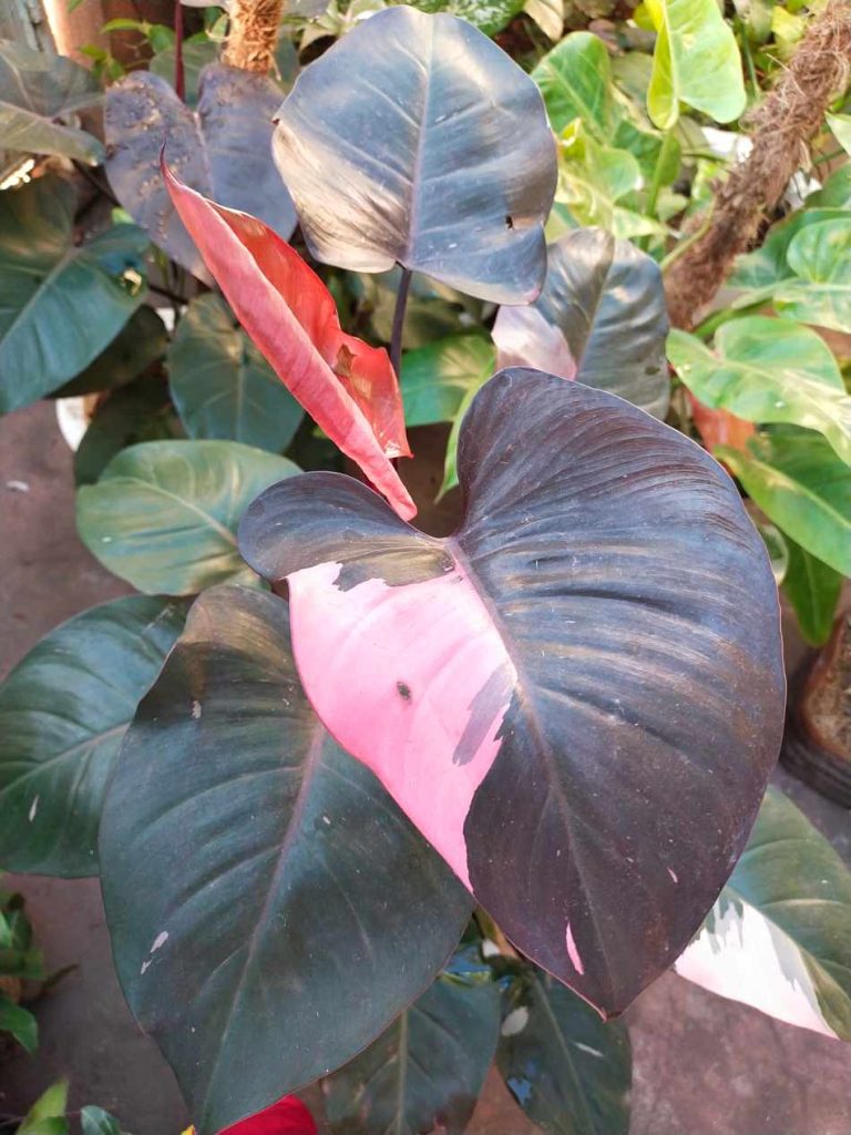 pink princess philodendron