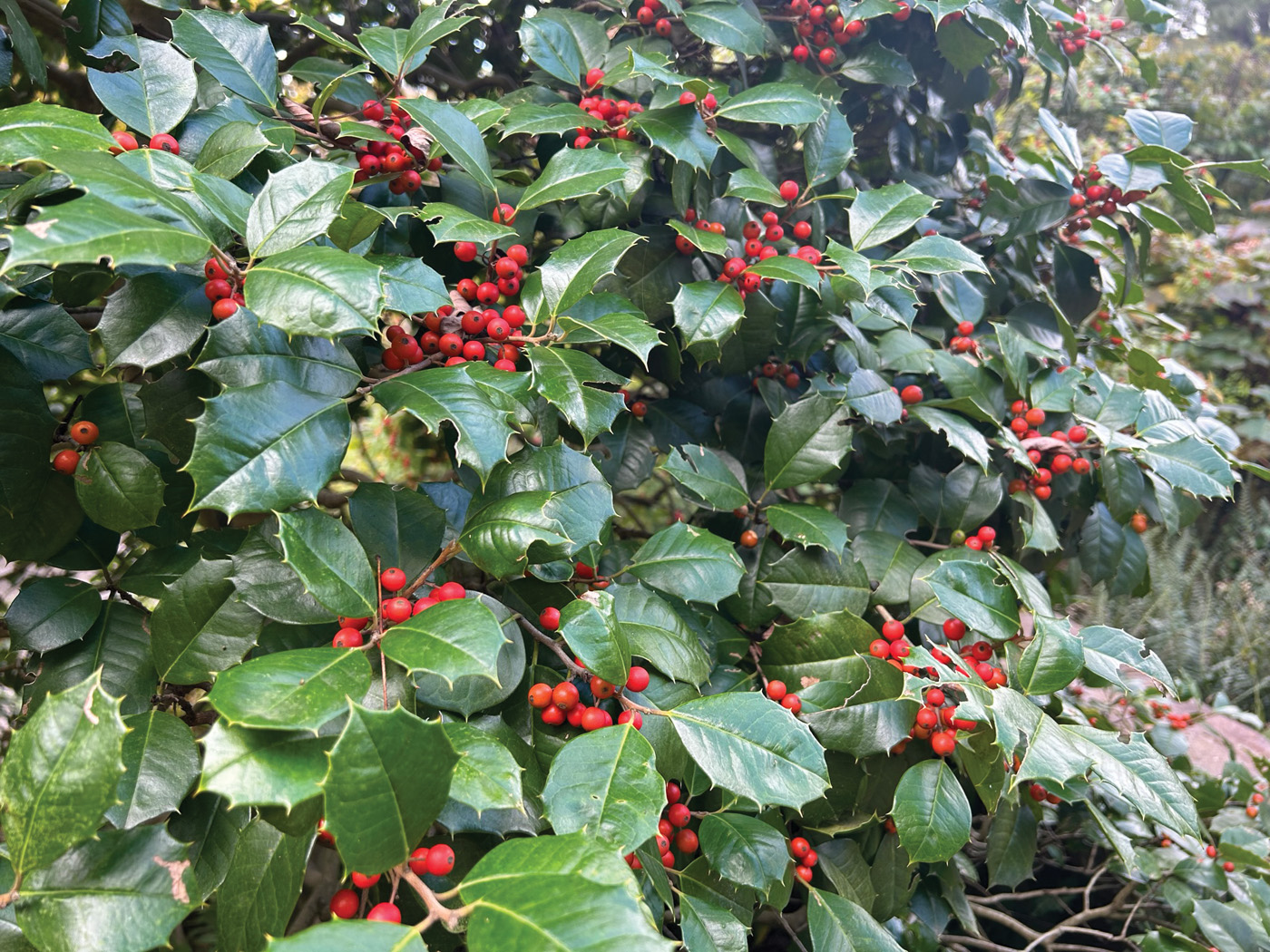 ‘satyr hill’ american holly 