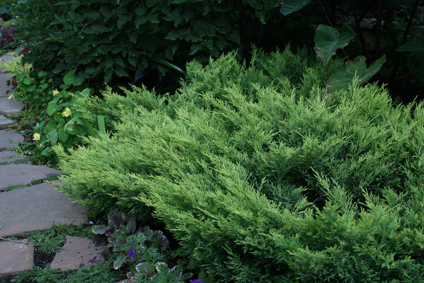 ‘limeglow’ creeping juniper habit 