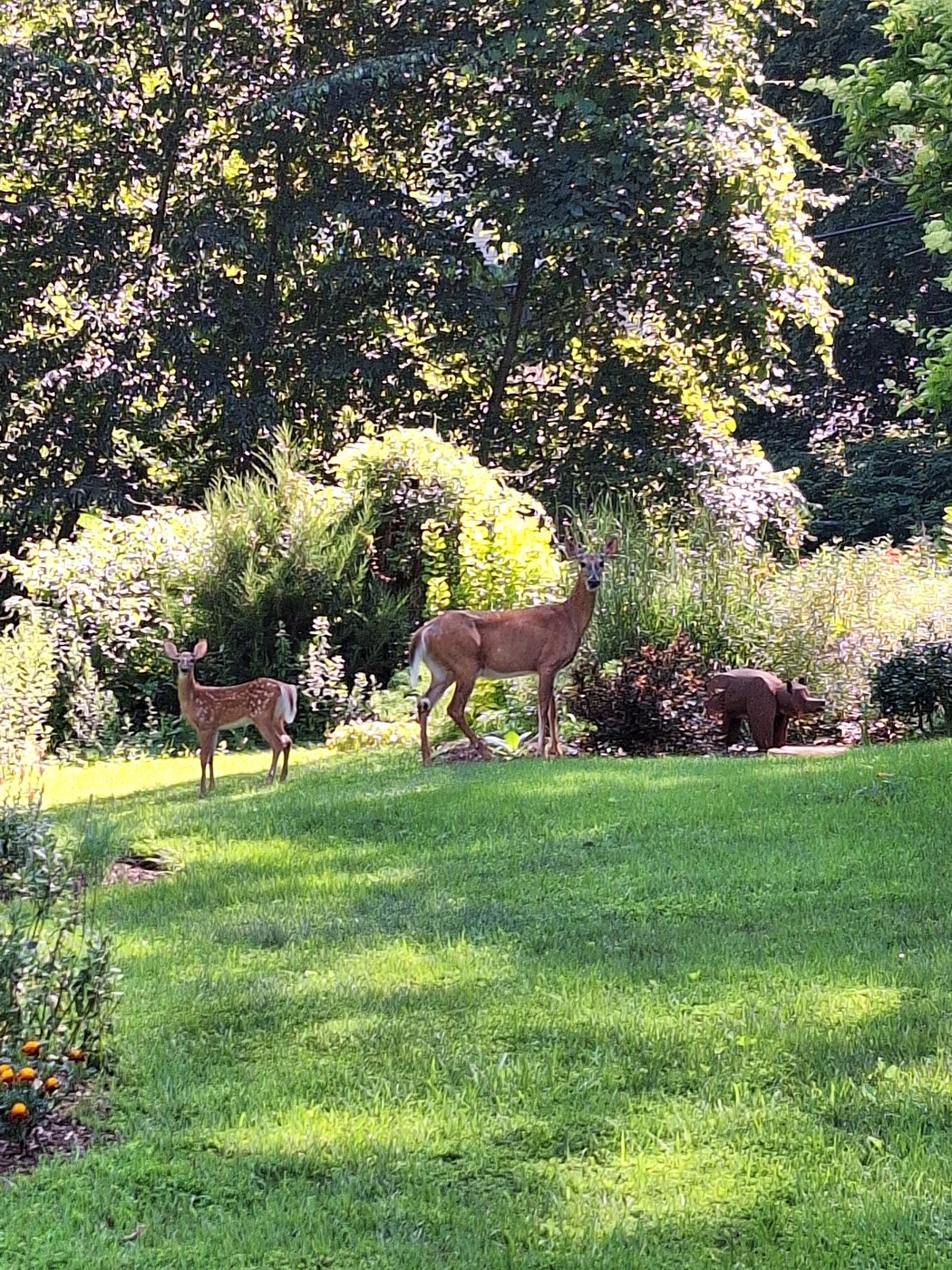 deer in carol's yard