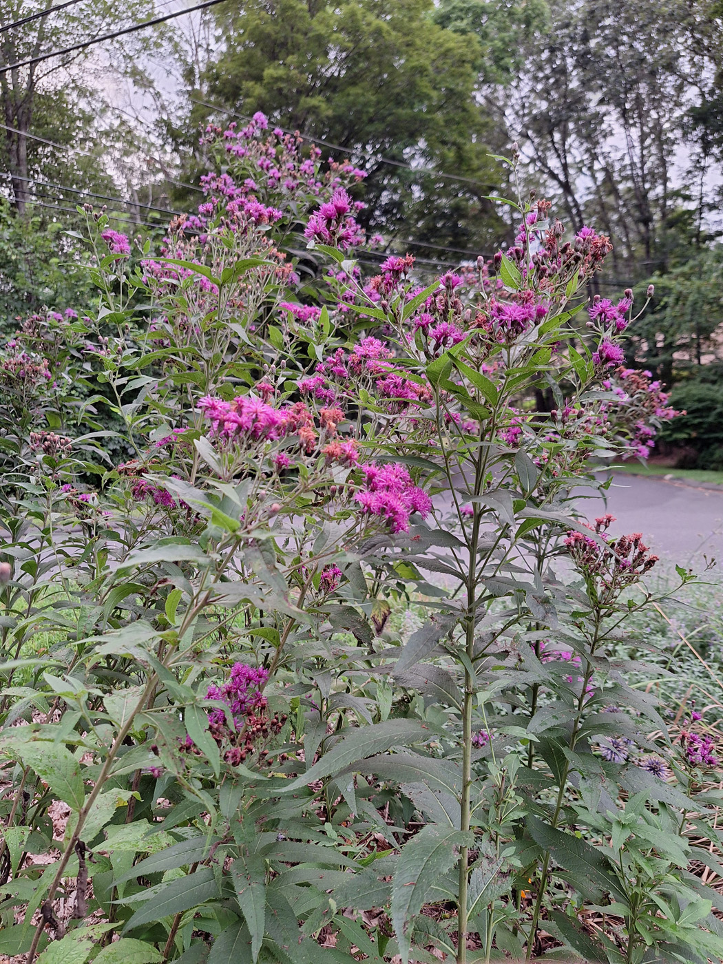 smooth ironweed 