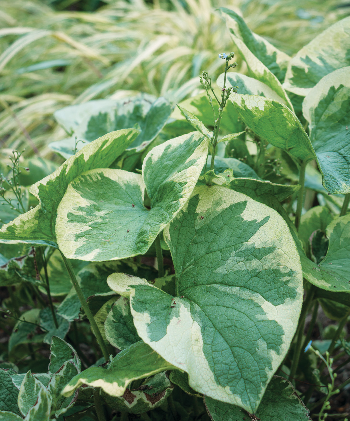 ‘hadspen cream’ brunnera photo courtesy of karen chapman
