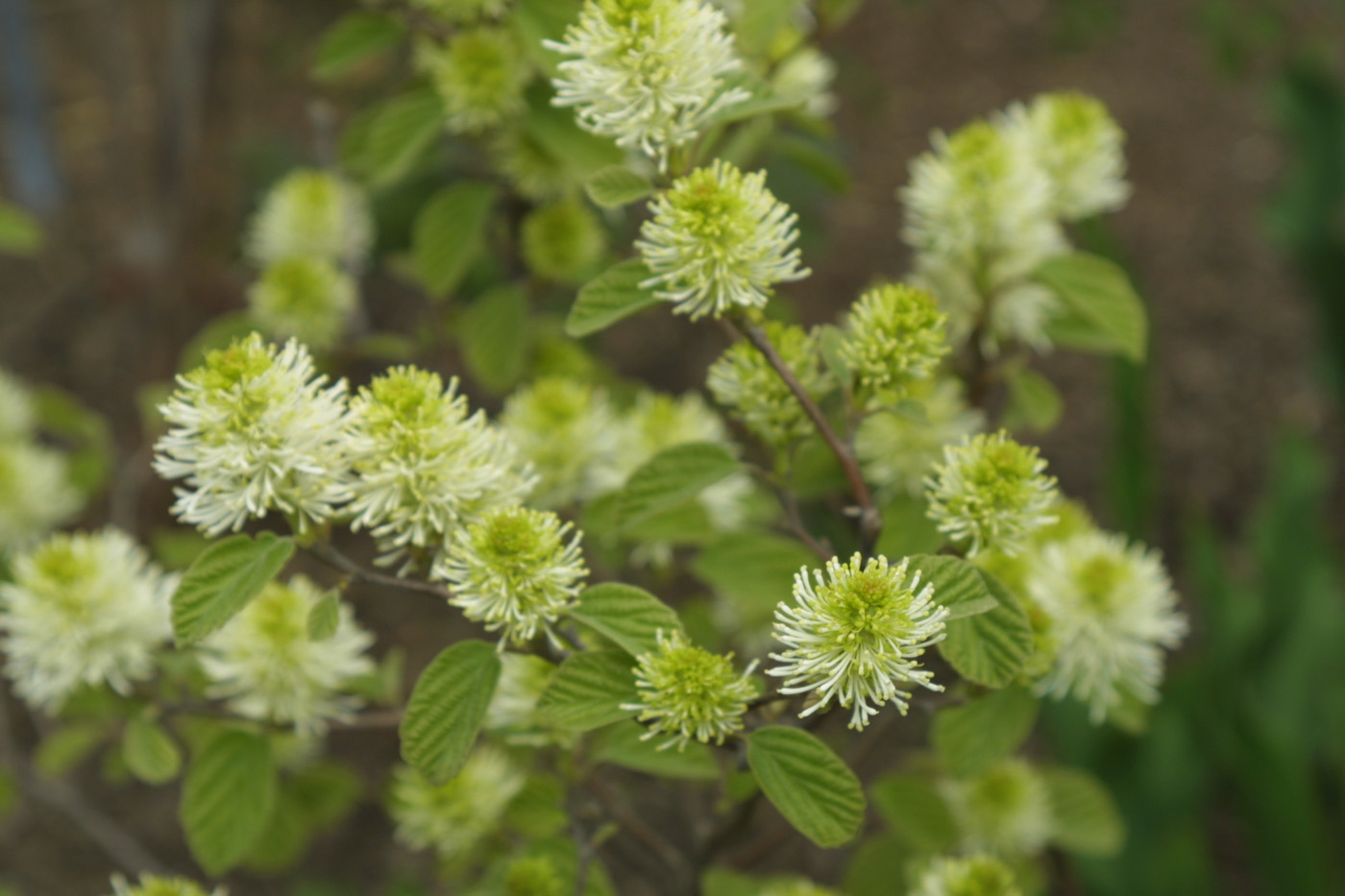 dwarf fothergilla in spring bloom