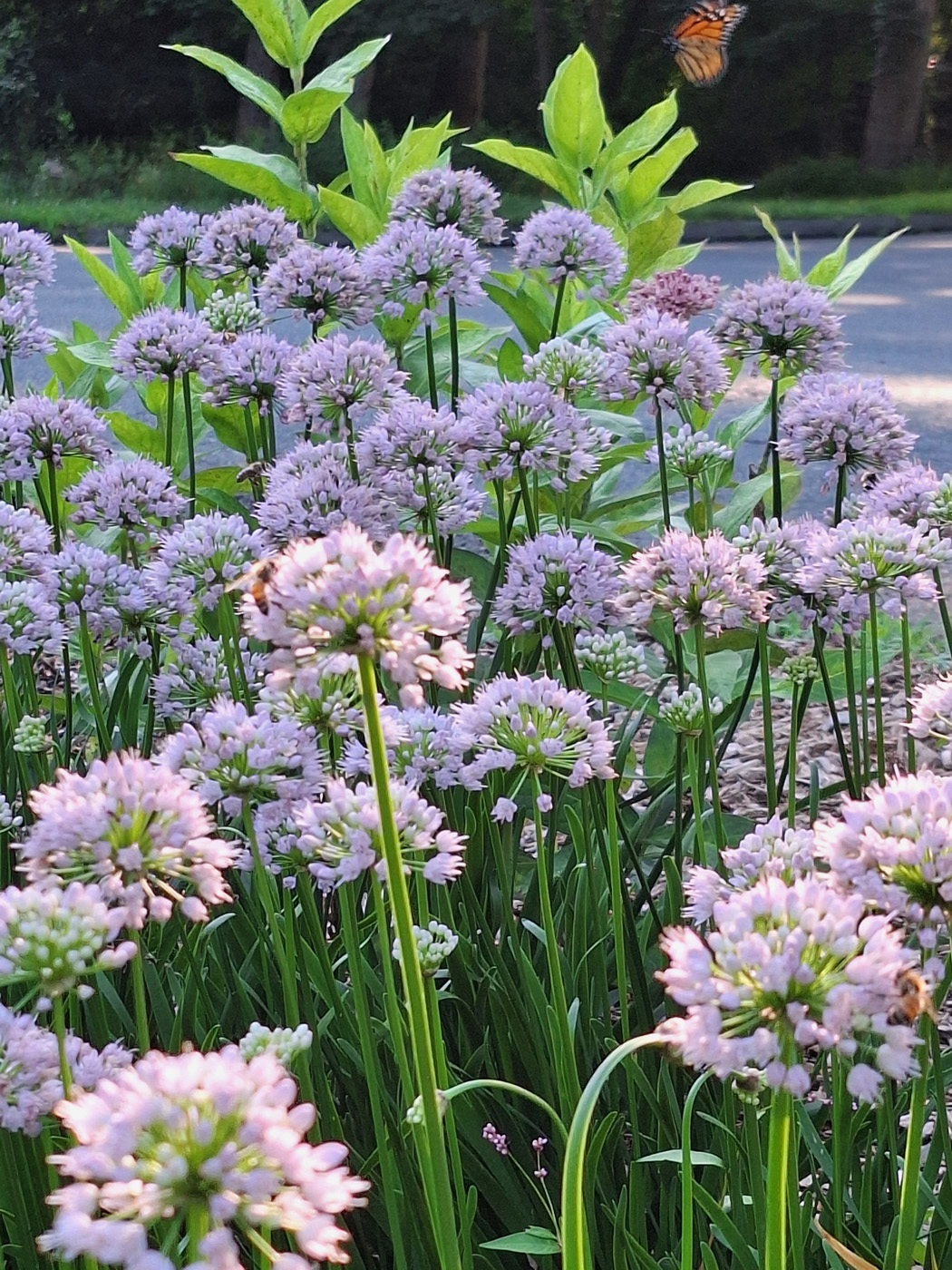 ‘summer beauty’ allium 
