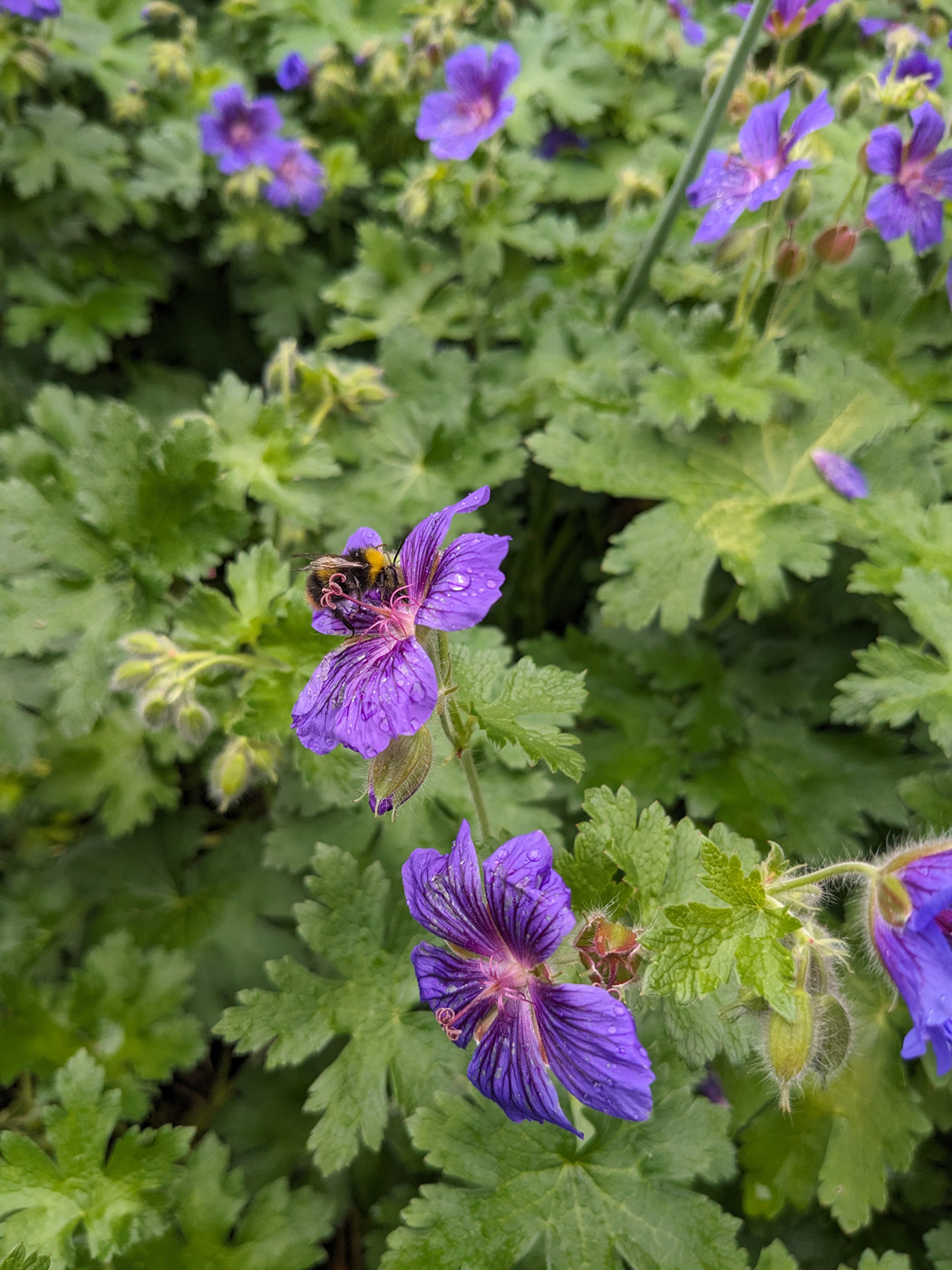 ‘rosemoor’ geranium 