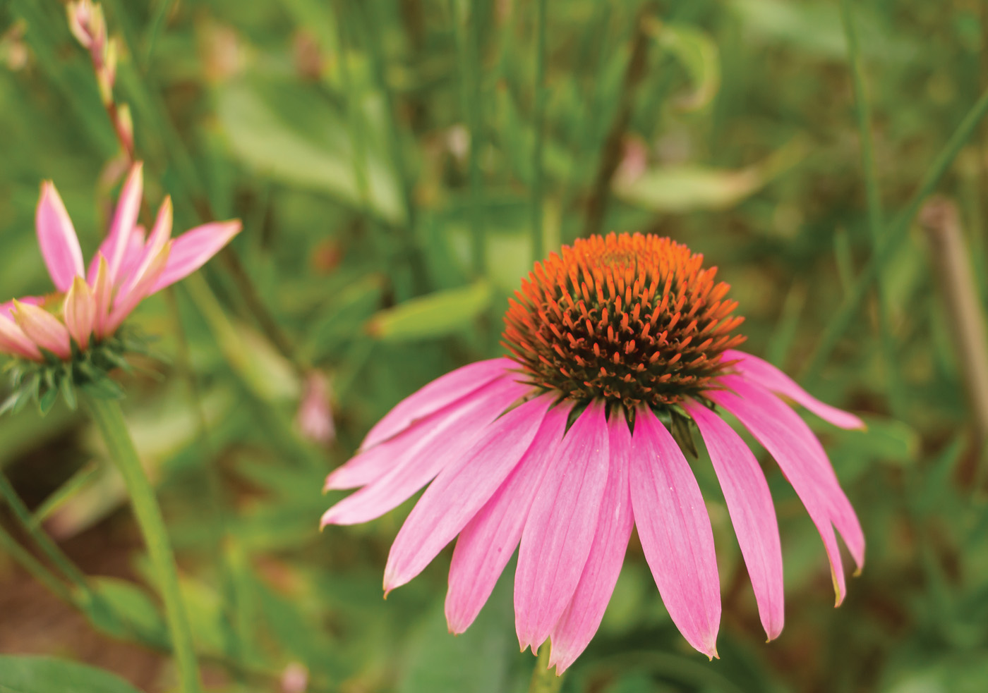 powwow® wild berry coneflower 