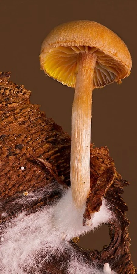 the mycelium and its secrets 6 mycelium