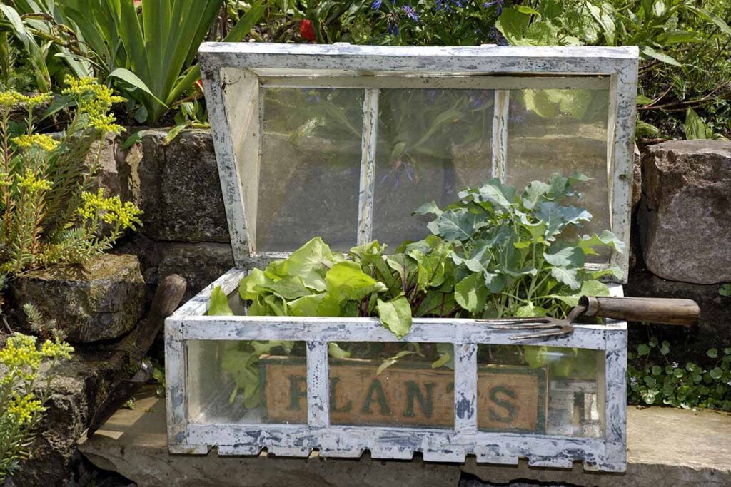 a close up horizontal image of a small cold frame with a tray of vegetable seedlings inside it set on a concrete surface in the spring garden.