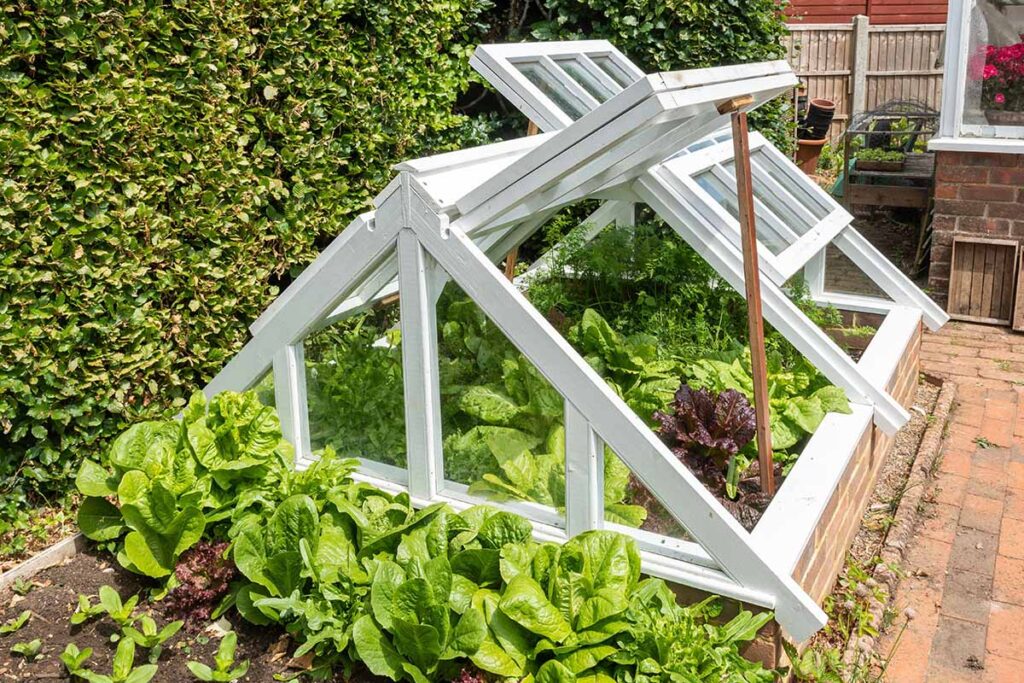 a horizontal image of a wooden cold frame set over a raised brick garden bed with the vents open, growing a variety of different vegetables inside.