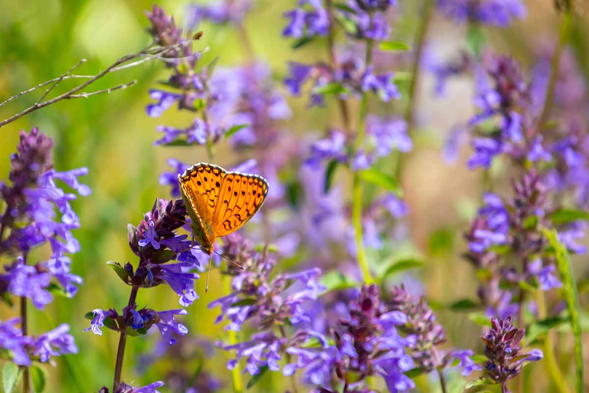 your spring garden checklist to start the season strong 8 a close up horizontal image of a butterfly on purple flowers pictured in light spring sunshine on a soft focus background.