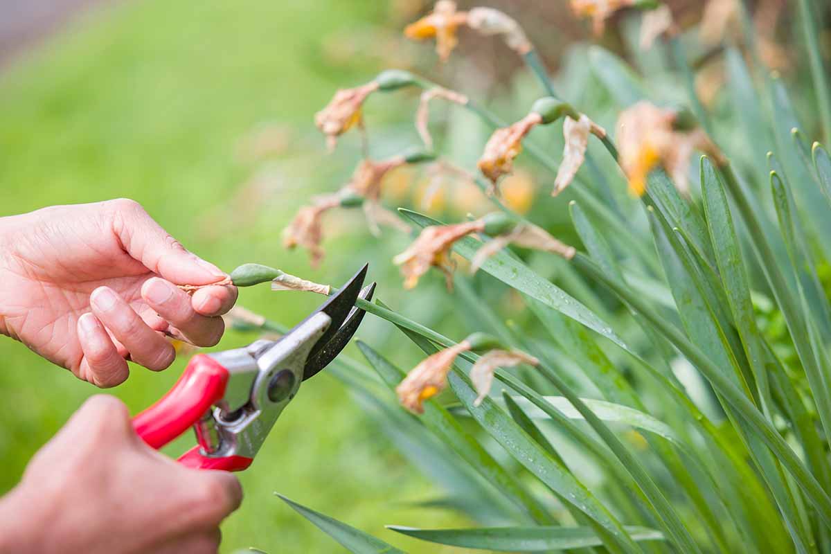 your spring garden checklist to start the season strong 5 a close up horizontal image of a gardener's hands from the left of the frame using pruners to deadhead daffodils in the spring garden.