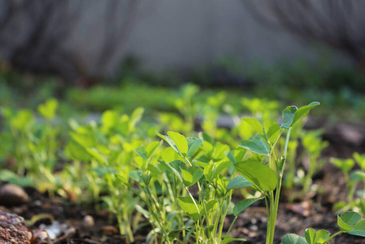 fenugreek microgreens how
