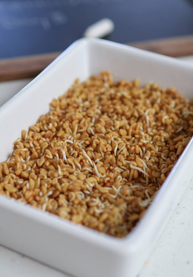 fenugreek microgreens how