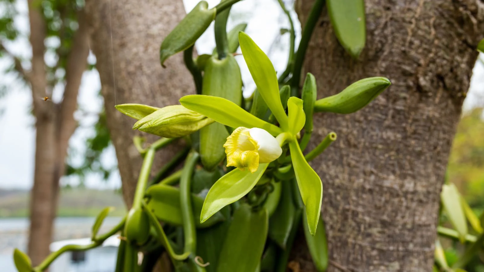 a pale green plant attached to a tree trunk which looks healthy and sturdy placed somewhere with shade