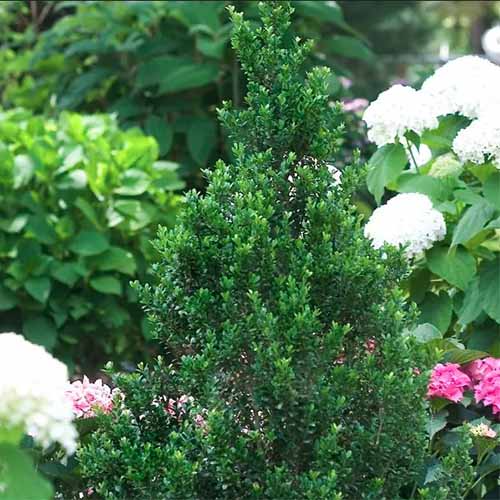 21 of the best japanese holly varieties to grow at home 2 a close up square image of ilex crenata 'sky box' growing in the garden surrounded by pink and blue flowers.
