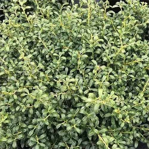 21 of the best japanese holly varieties to grow at home 6 a close up square image of the foliage of ilex crenata 'soft touch' growing in the garden.