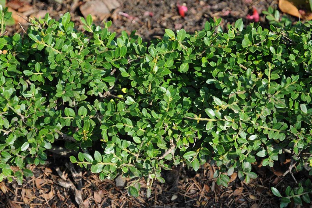 a close up horizontal image of japanese holly growing in a garden border.