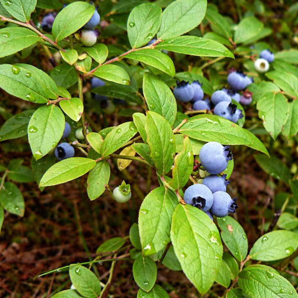 19 tips to grow blueberries in spring 8 19 tips to grow blueberries in spring