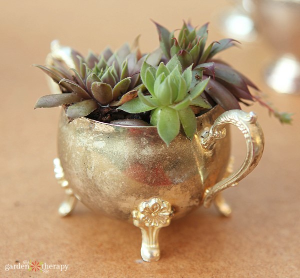 how to arrange plants in a living room (5 tips!) 8 succulents planted in vintage sugar bowl