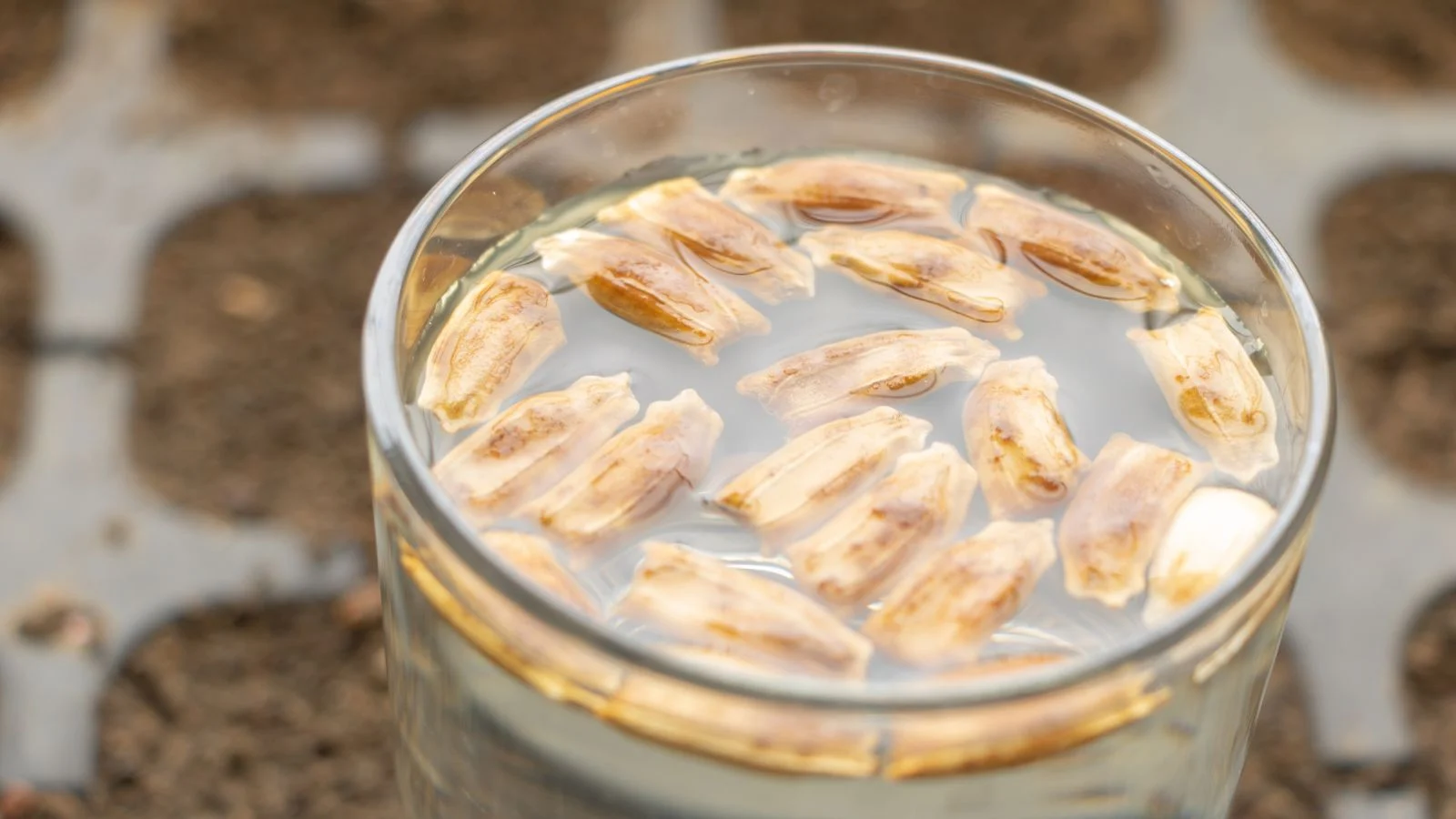a shot of a process on placing pieces of the germs in water to soften the outer layer 