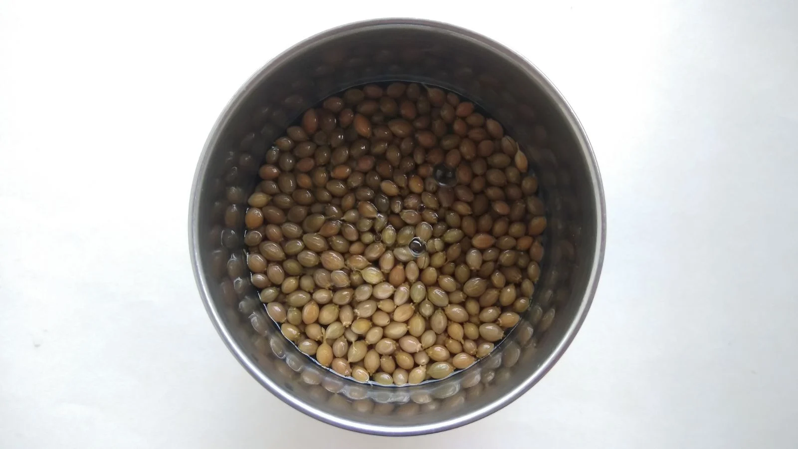 small round, brown germs, submerged in water, meant to soften them in preparation for planting.