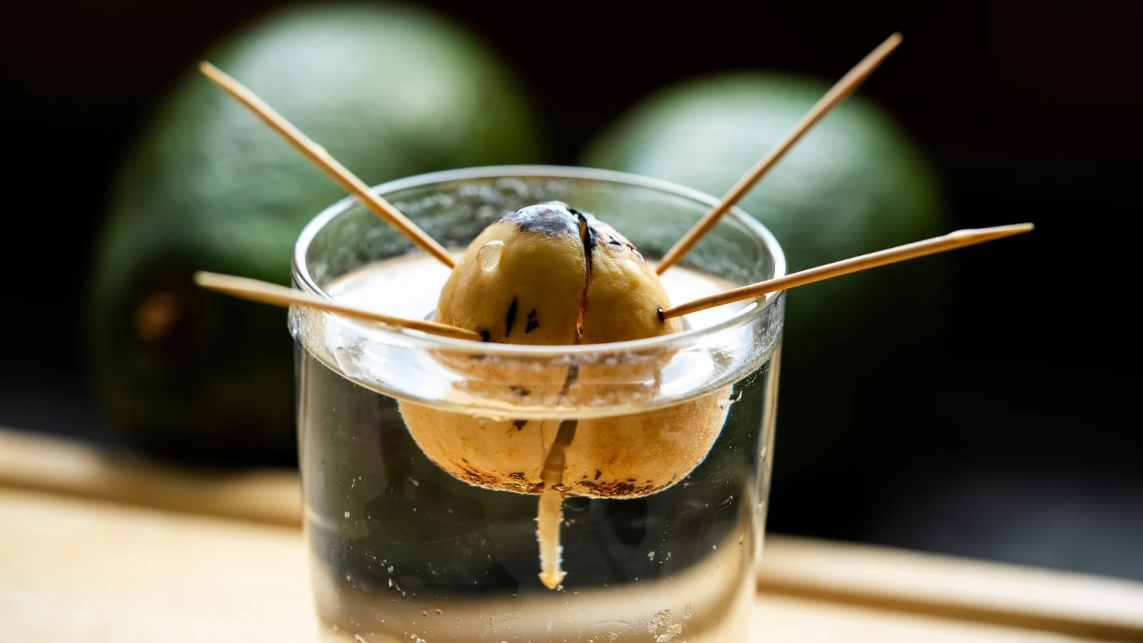 a sprouted avocado core is suspended over a glass of water with toothpicks, showing roots growing below.