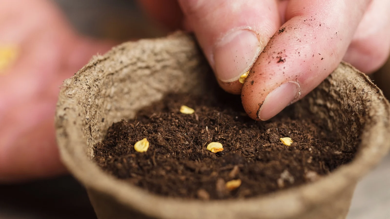 a man's hand sows tiny, round, yellowish germs into a small peat pot filled with soil.